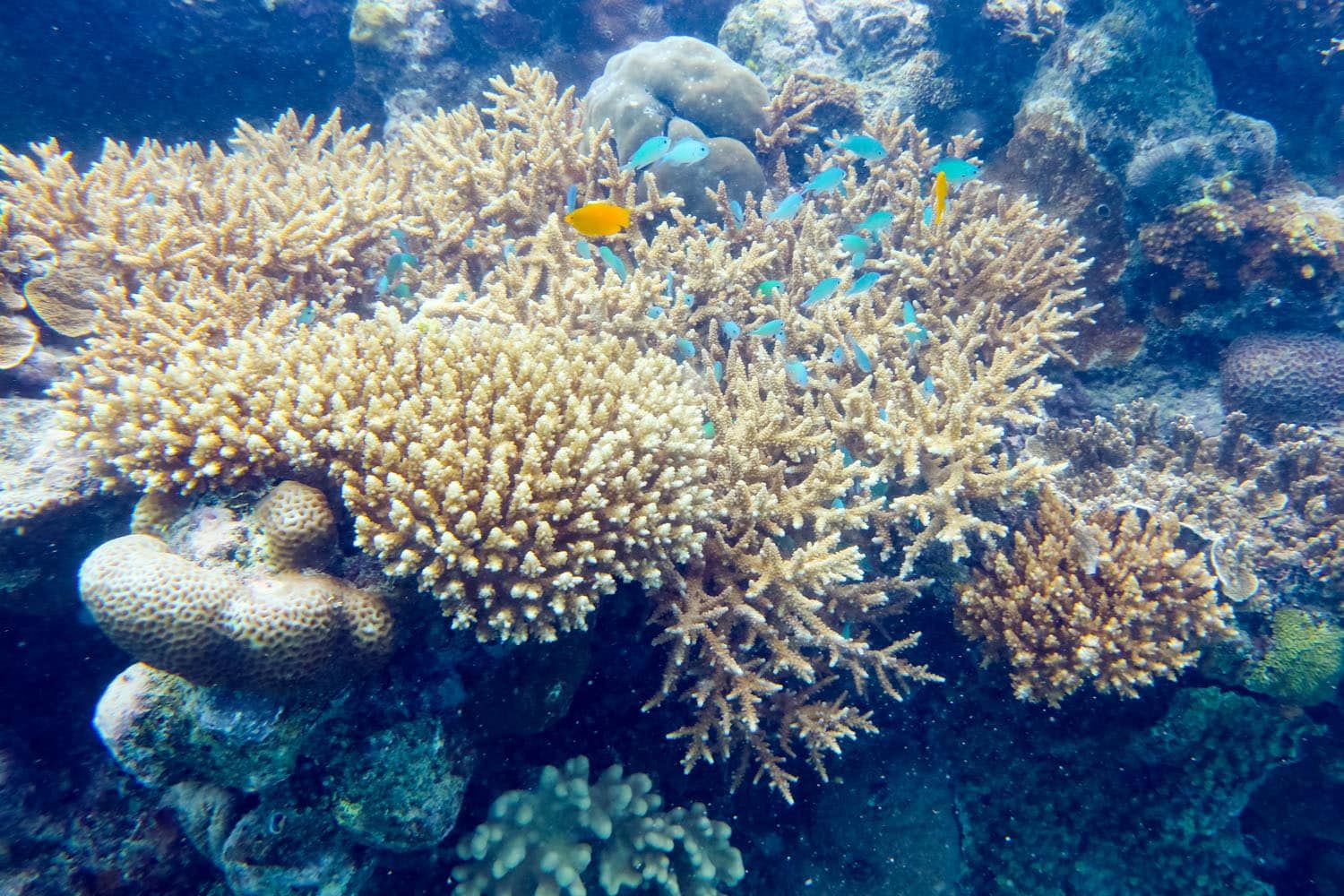 Great Barrier Reef Coral Fishes