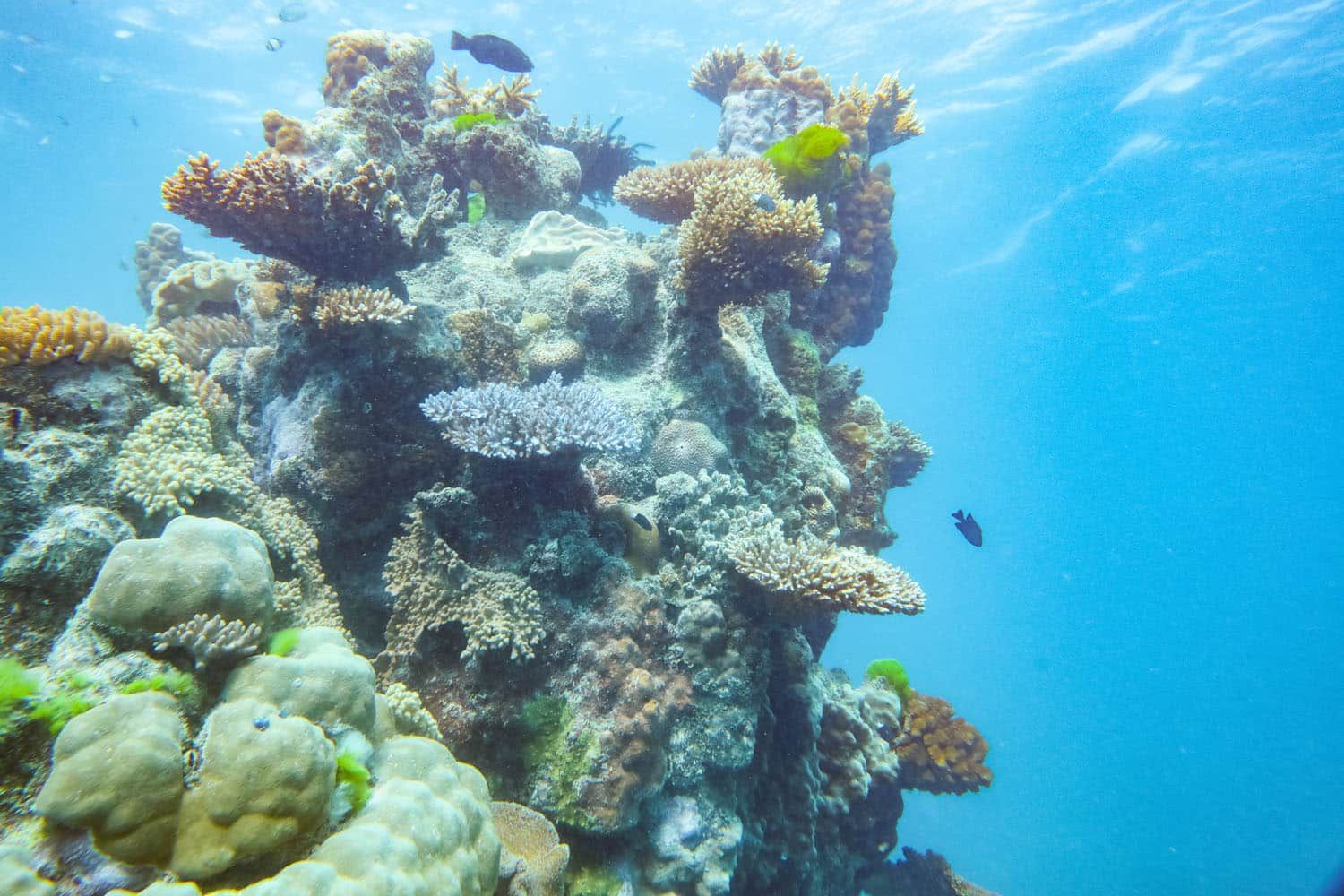 Great Barrier Reef Coral | Liveaboard tours of the Great Barrier Reef