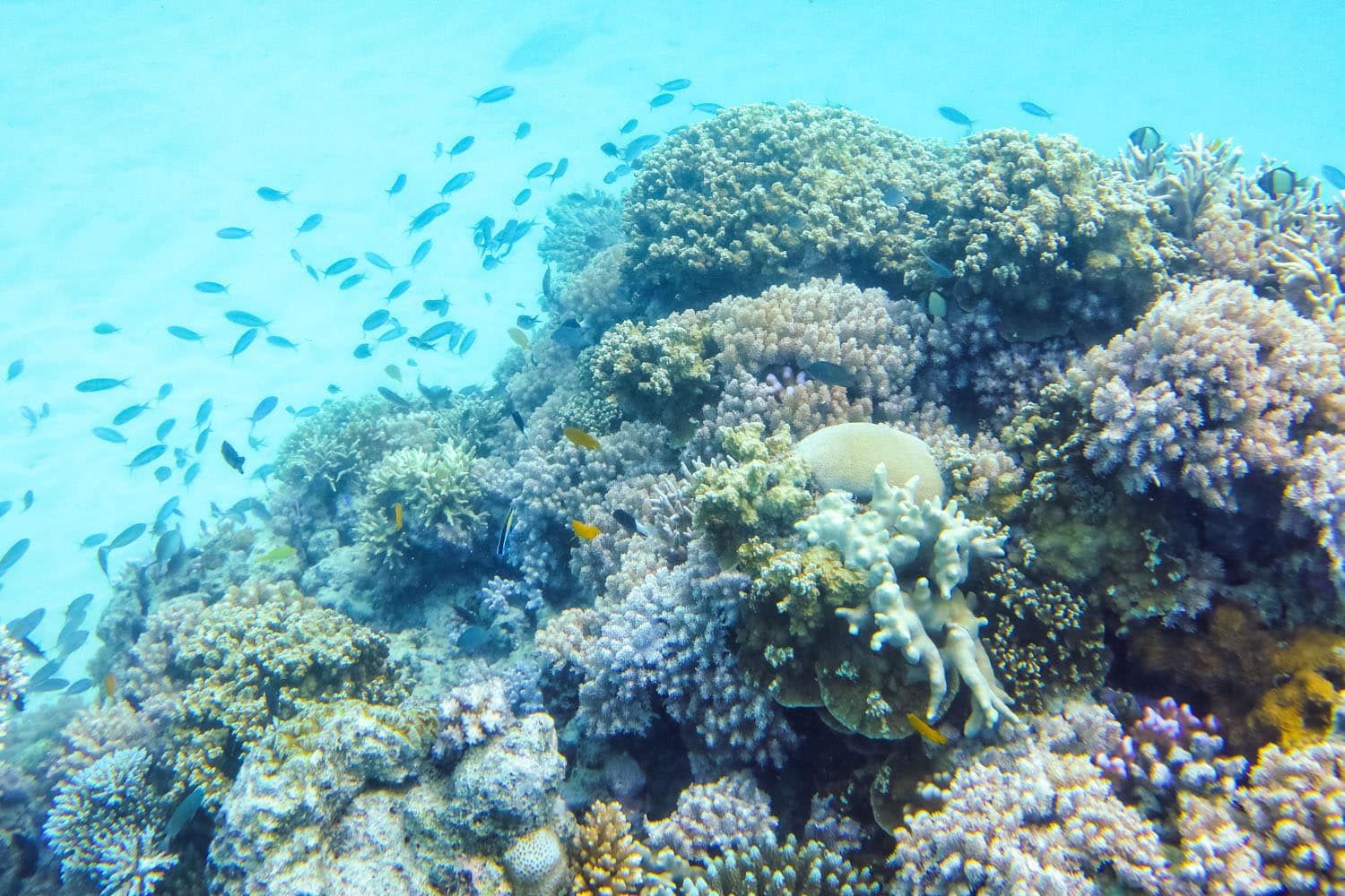 Great Barrier Reef Scuba Diving | Liveaboard tours of the Great Barrier Reef