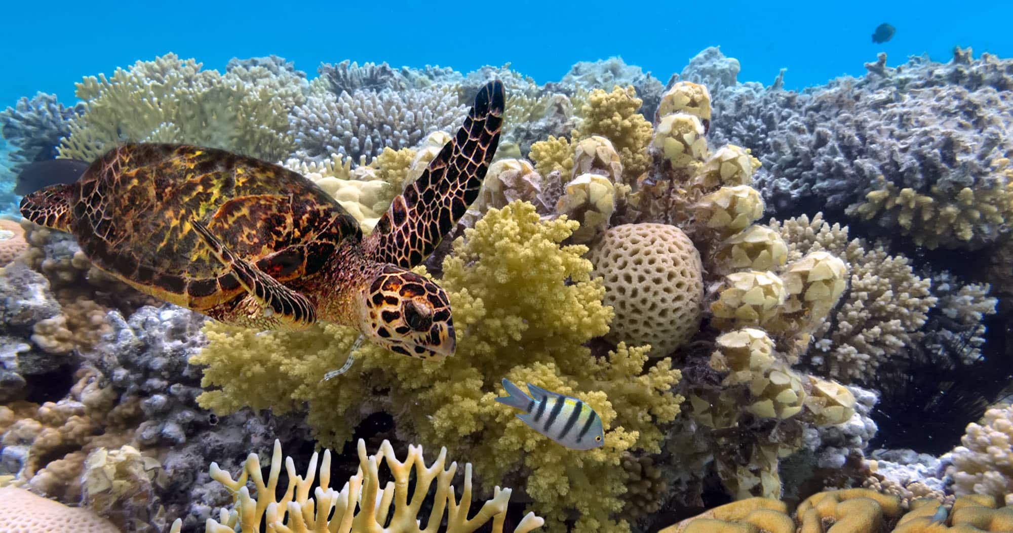 Featured image for “Liveaboard Tours of the Great Barrier Reef: The Best Way to Experience the GBR”