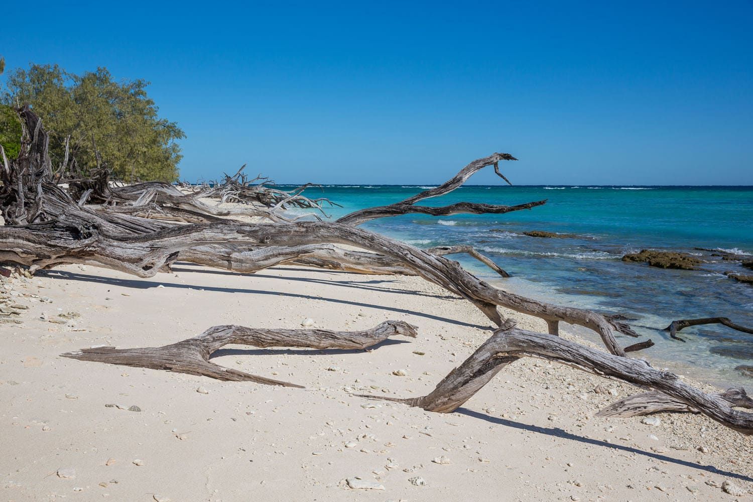 Lady Musgrave Island | Liveaboard tours of the Great Barrier Reef