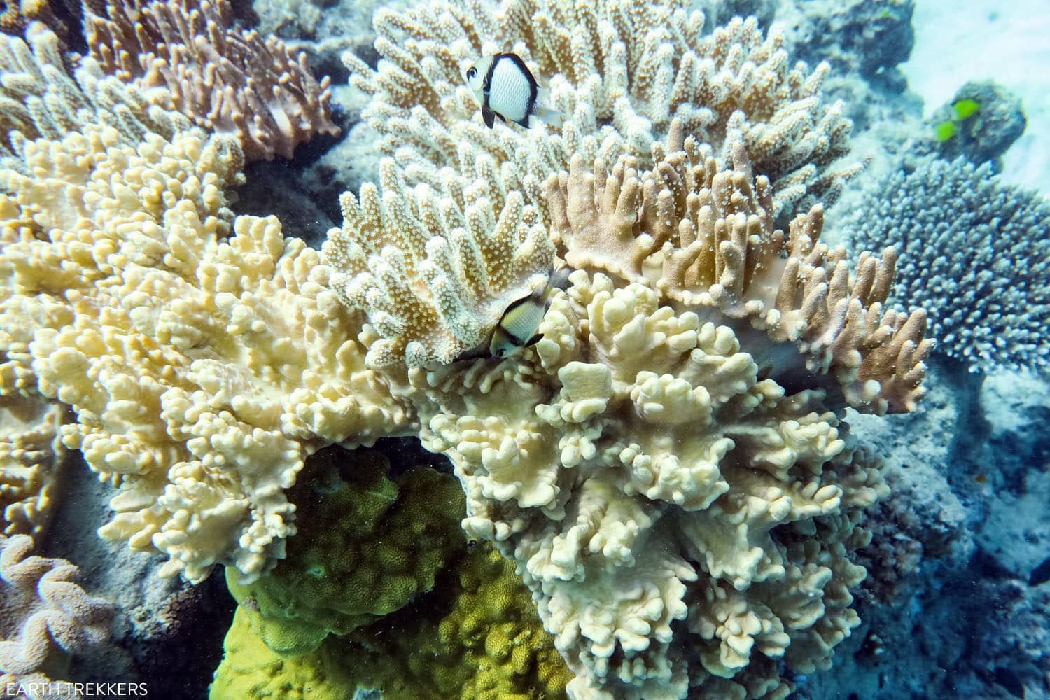 Liveaboard Tours Great Barrier Reef | 5 Day Cairns Itinerary