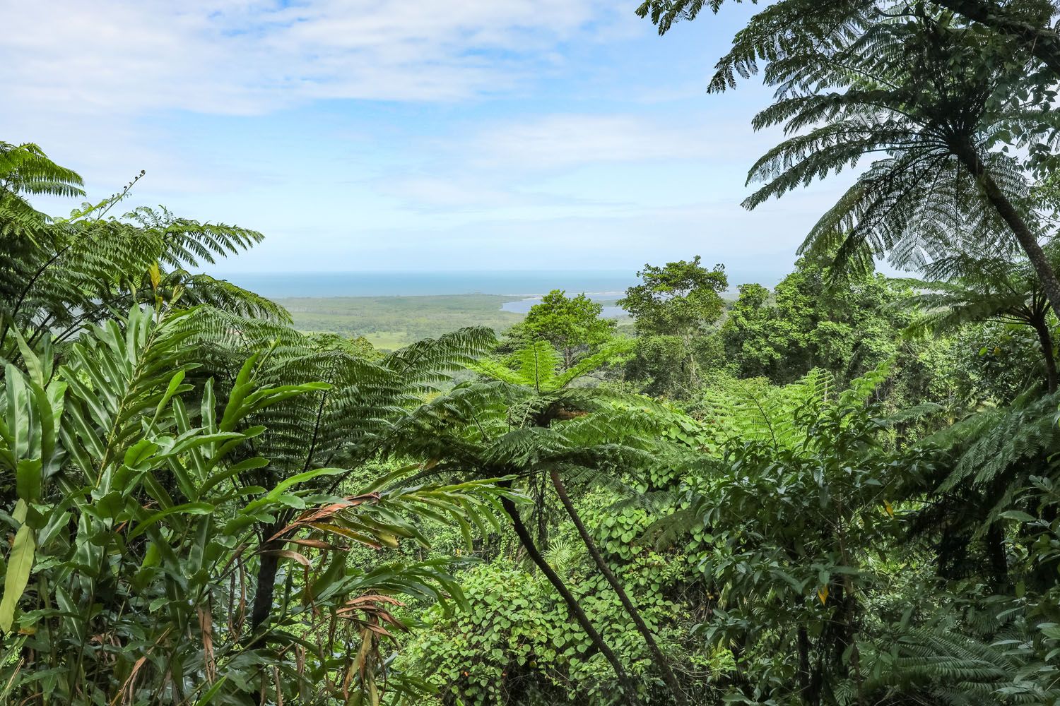 Alexandra Lookout Daintree Australia