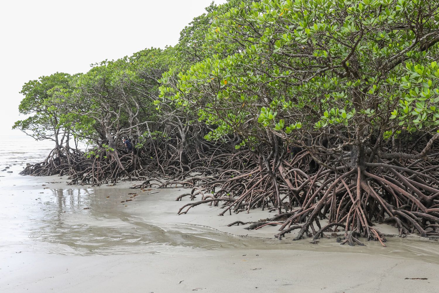 Cape Tribulation Mangroves