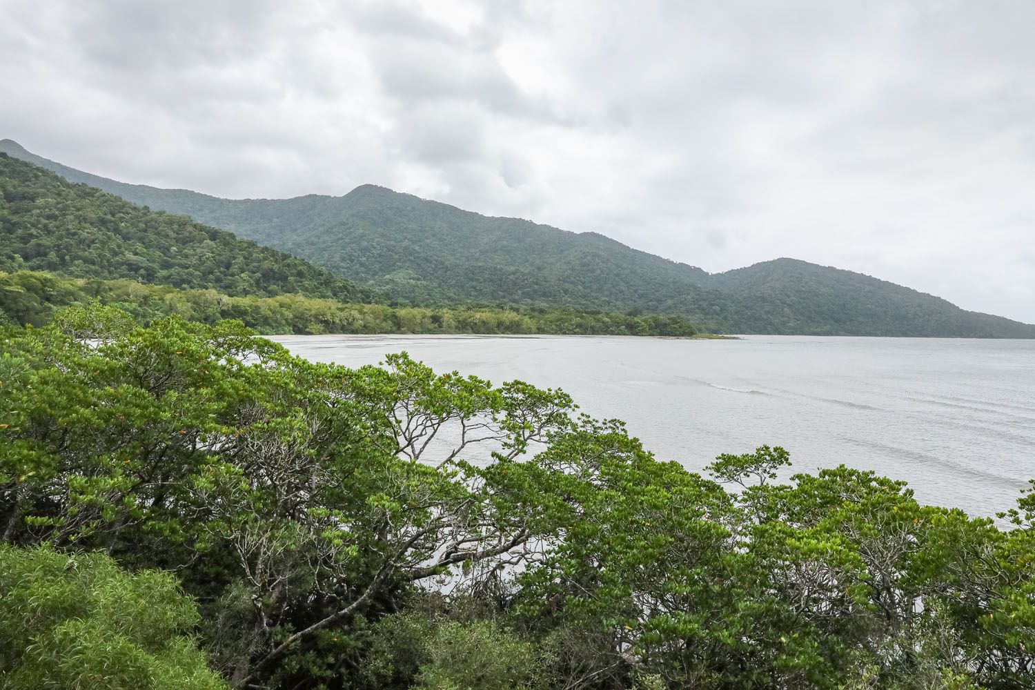 Cape Tribulation View