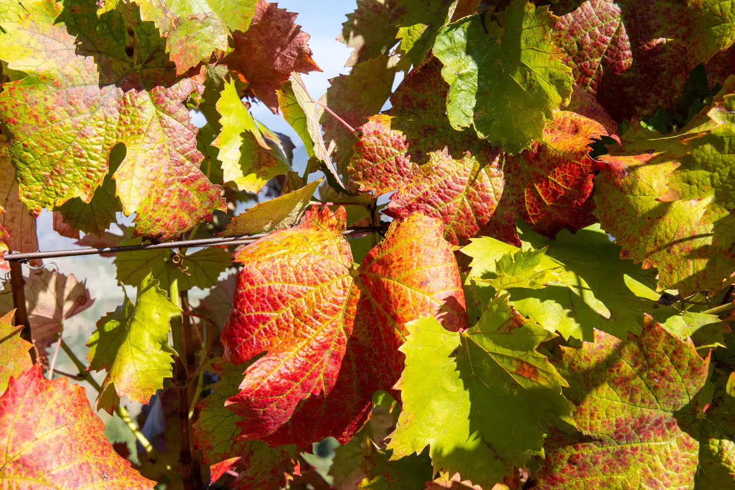 Douro Valley Vines October