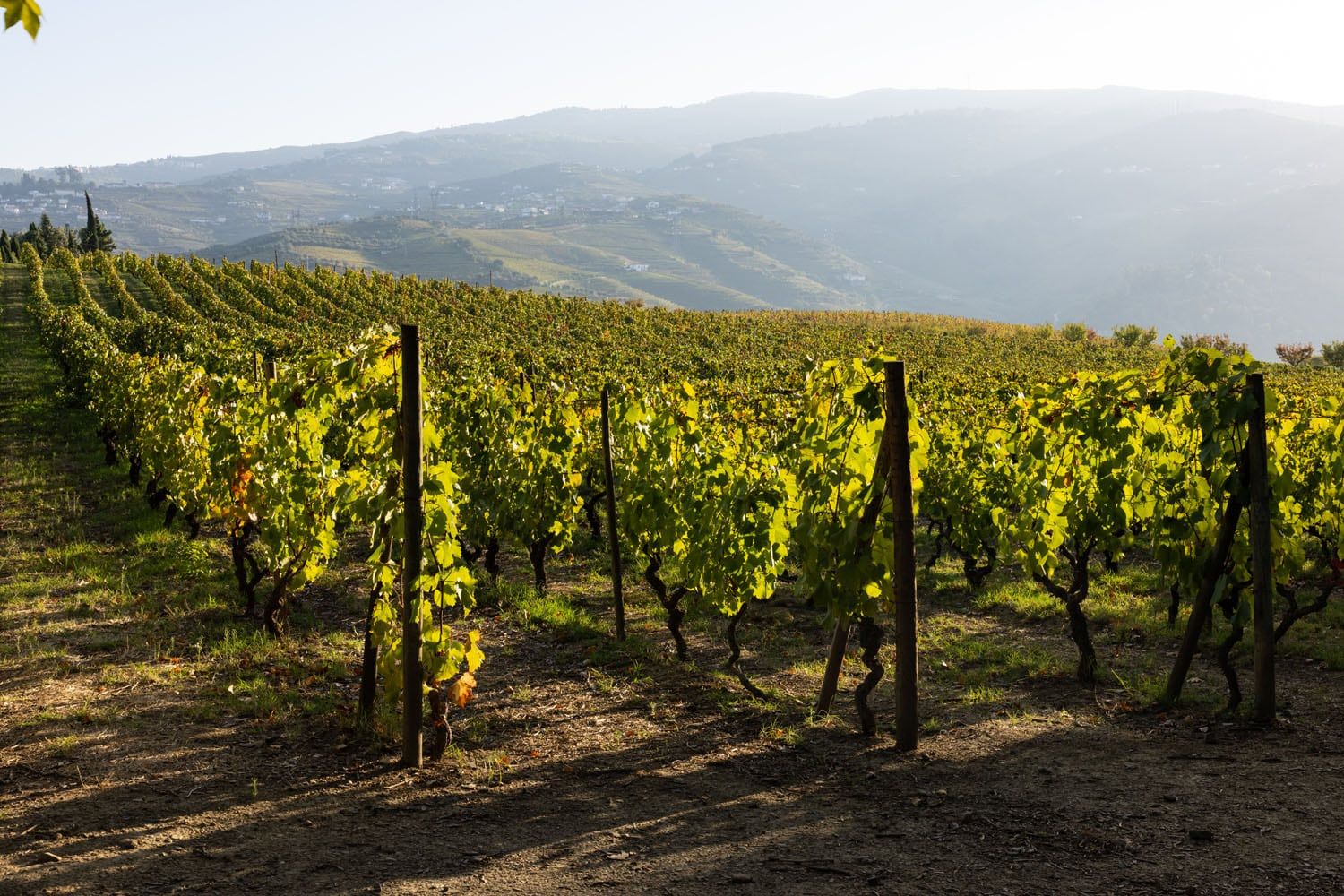 Douro Valley Vines