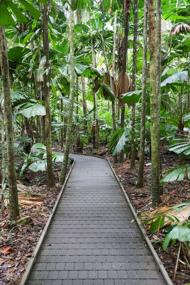 Dubuji Walk Australia | Daintree National Park