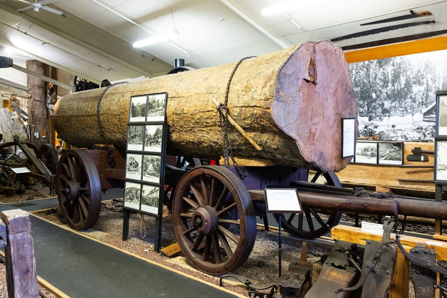 Kauri Museum