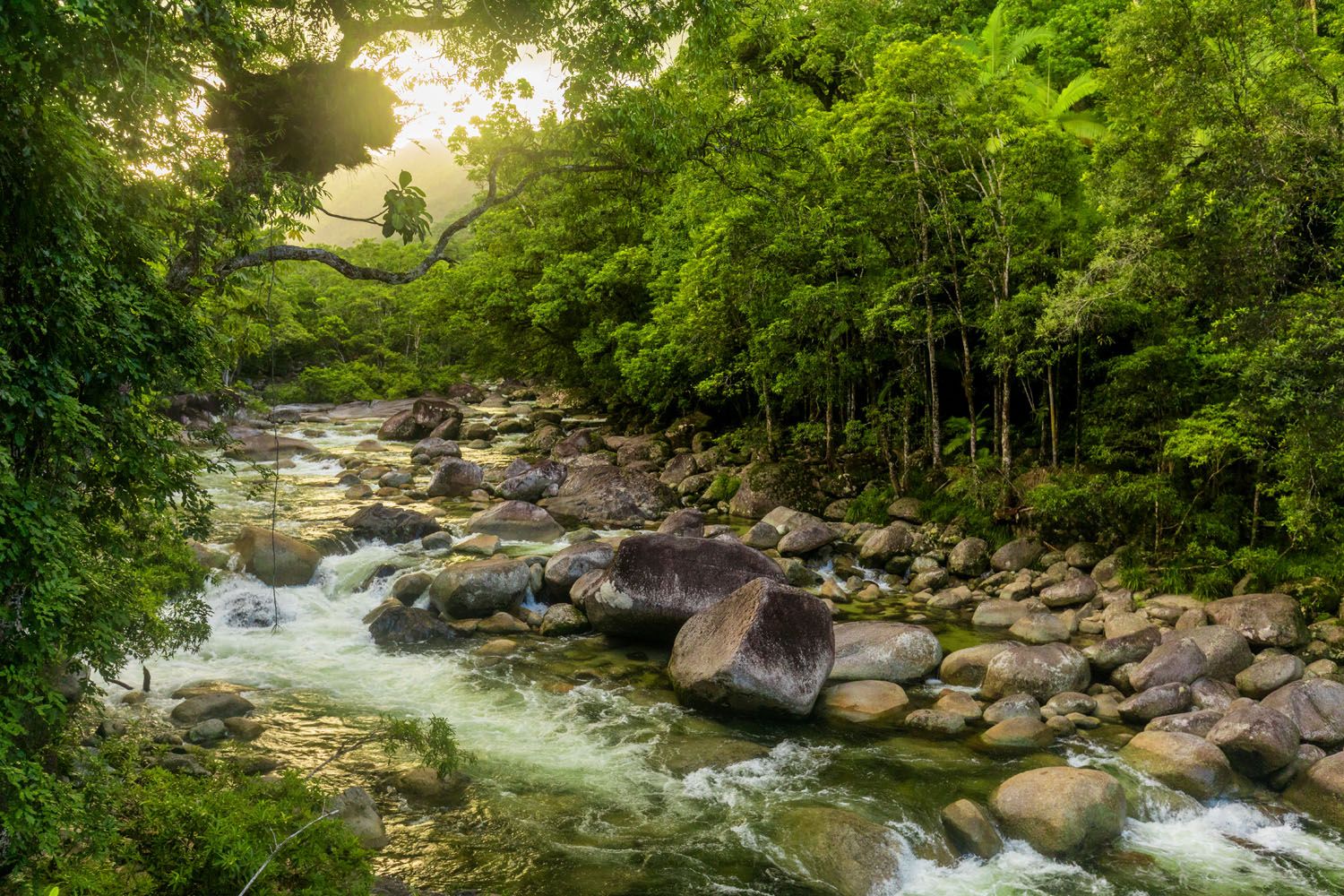 Mossman Gorge | Daintree National Park