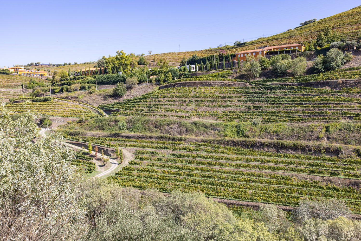 Quinta do Vallado Douro Valley | Best wineries in the Douro Valley