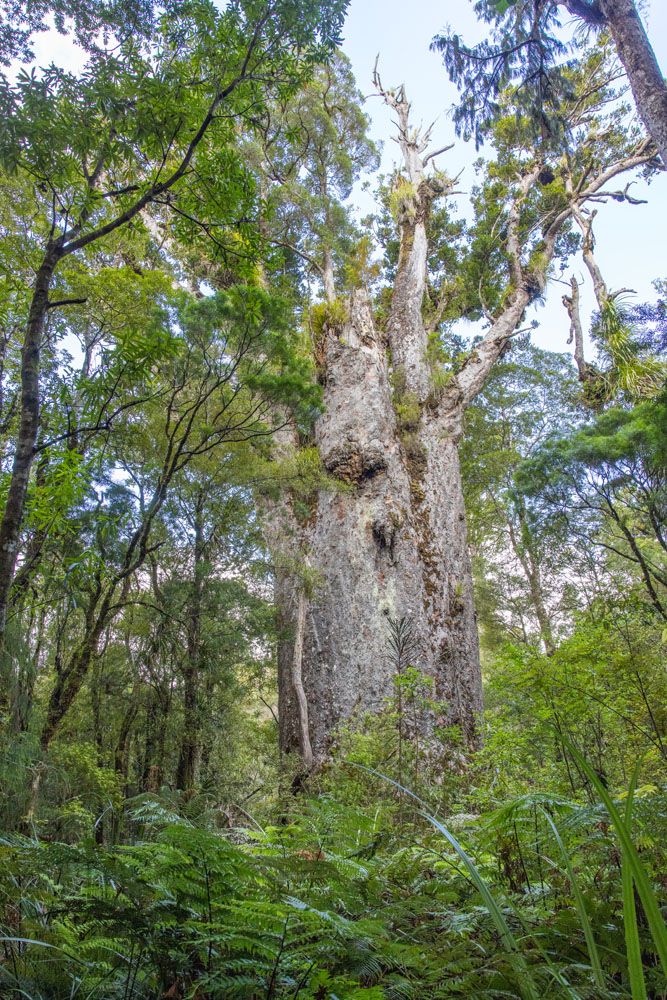 Te Matua Ngahere