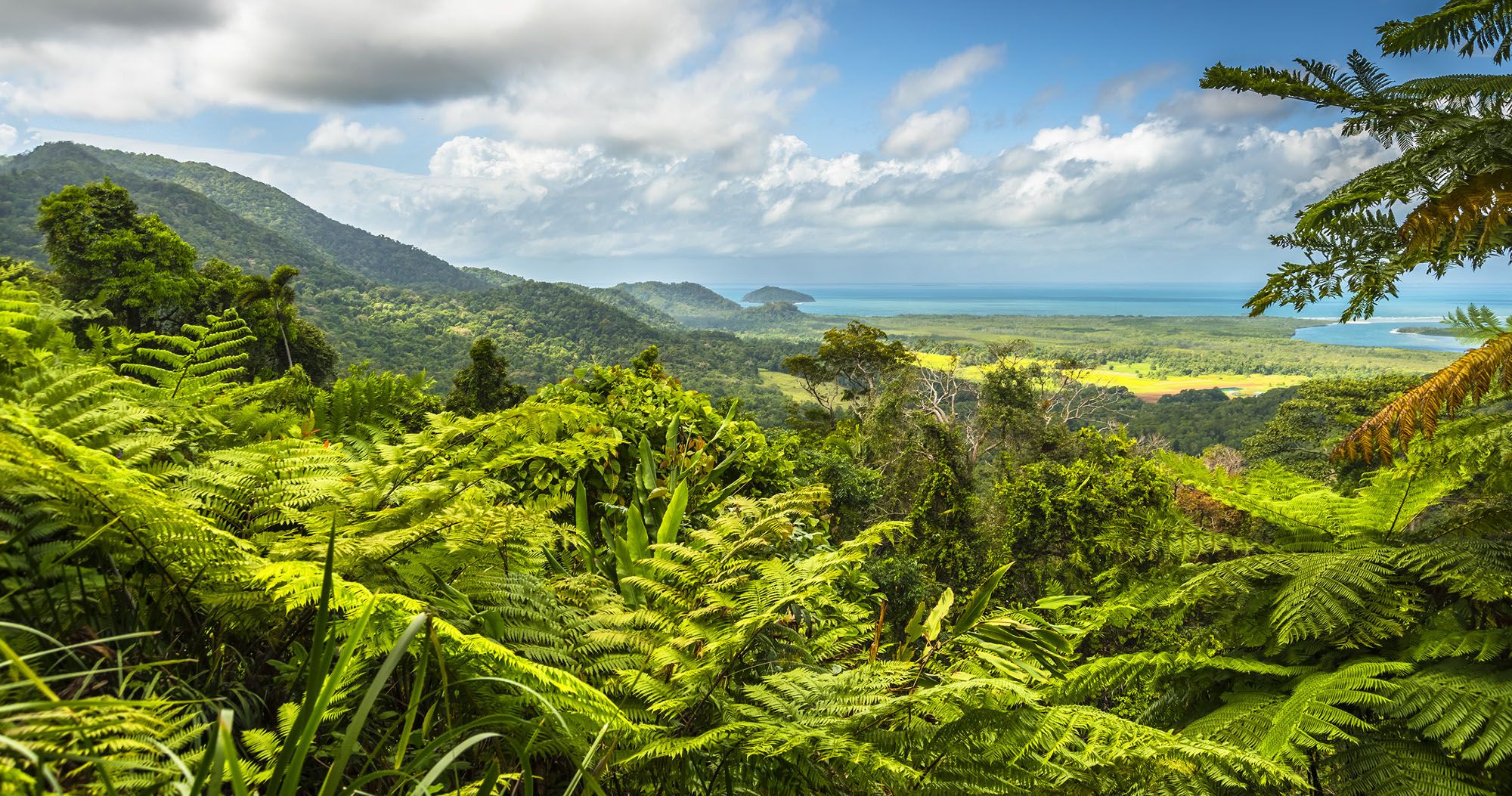 Featured image for “Daintree National Park: Things to Do, Best Tours & How to Get Here”