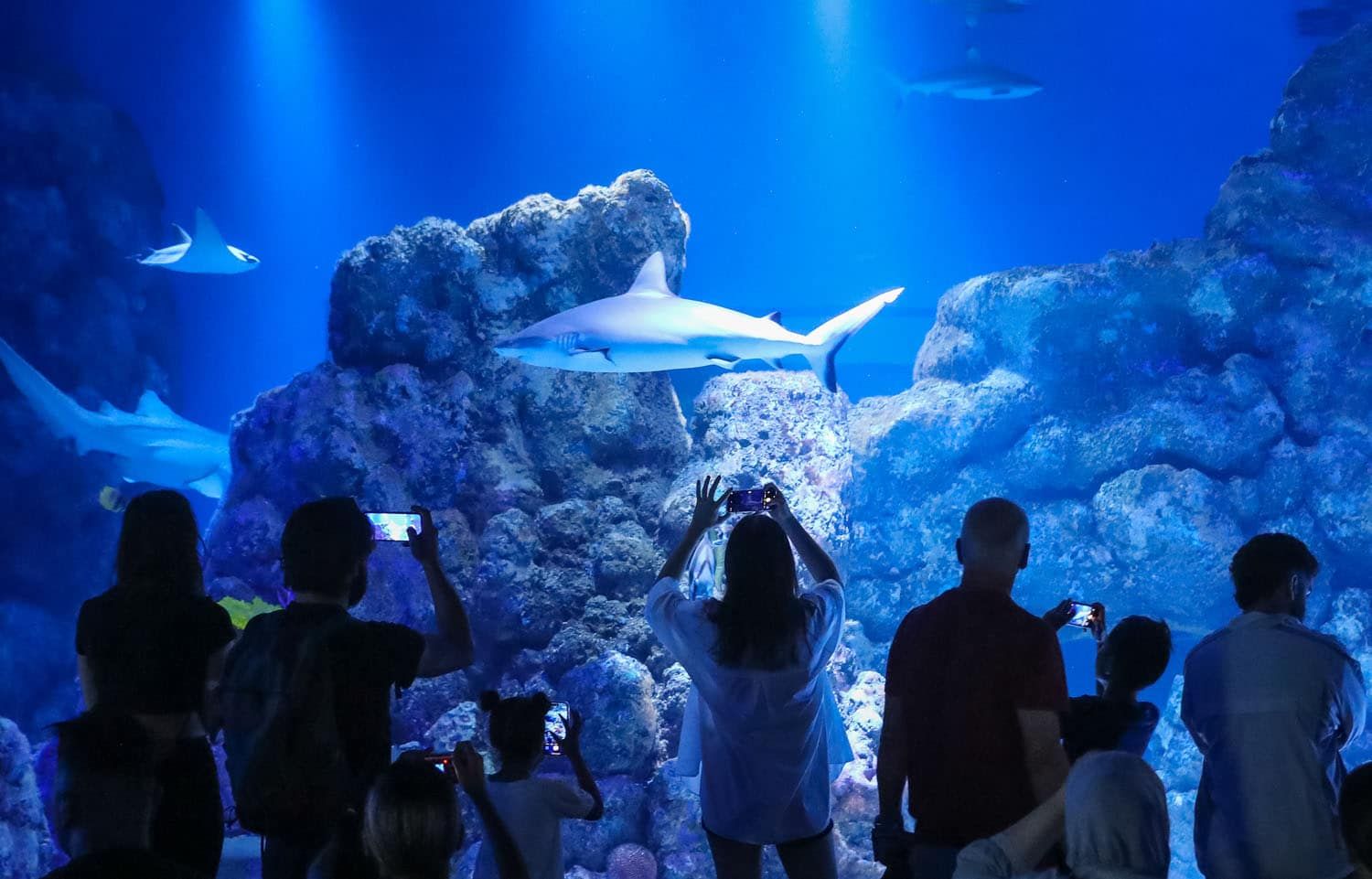 Cairns Aquarium