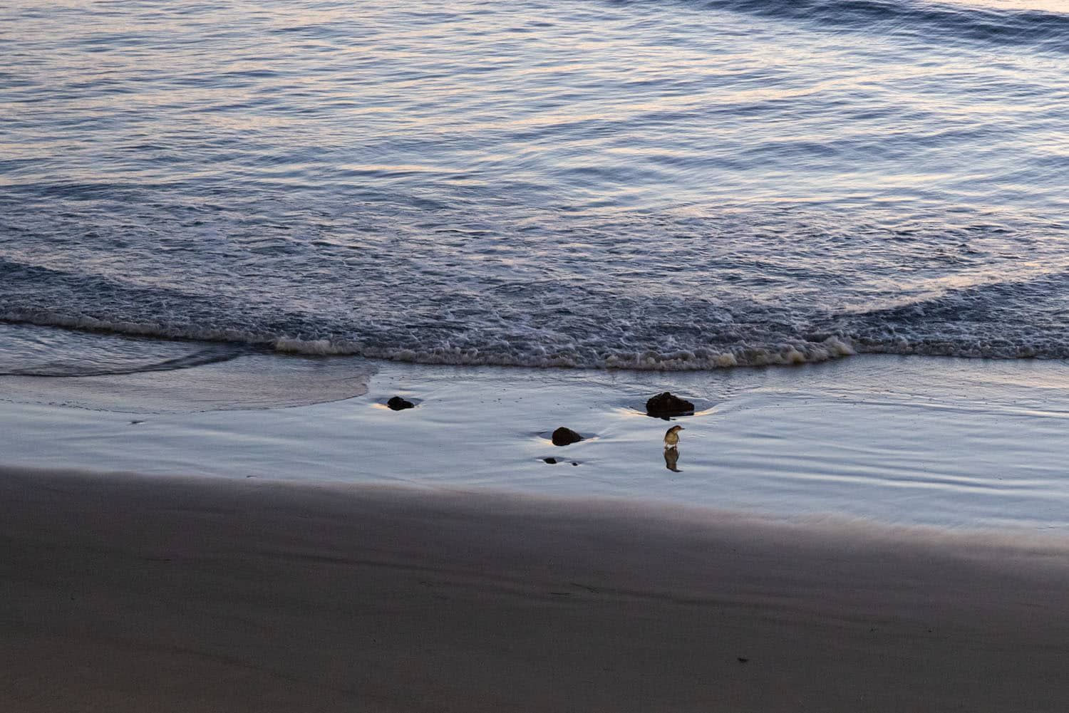 Little Blue Penguin | Otago Peninsula