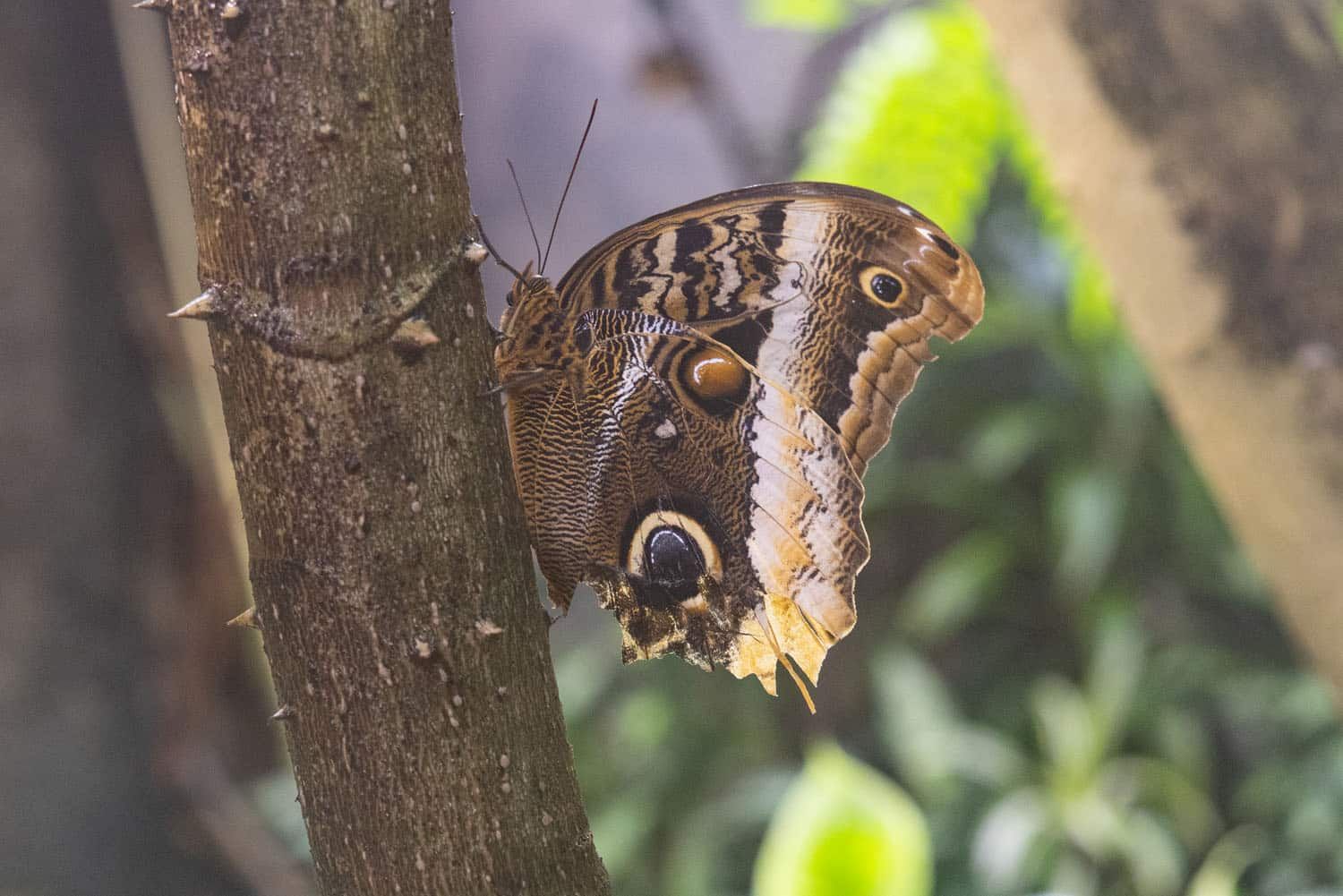 Otago Museum Butterfly | Things to Do in Dunedin