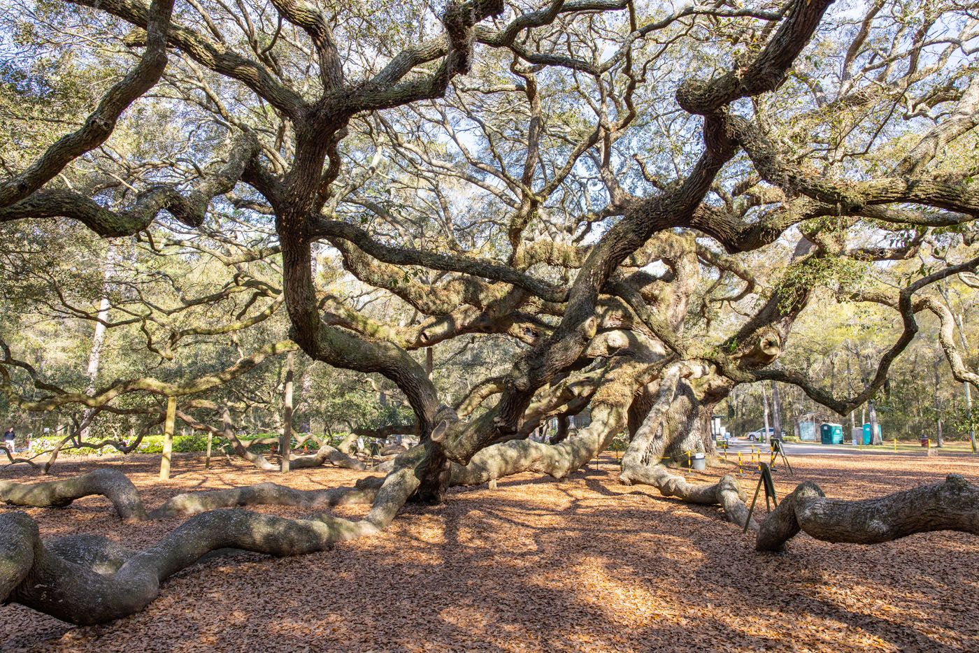 Angel Oak Tree | Best Things to Do in Charleston