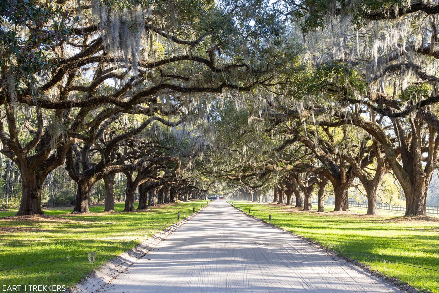 Boone Hall Avenue of Oaks | Best Things to Do in Charleston