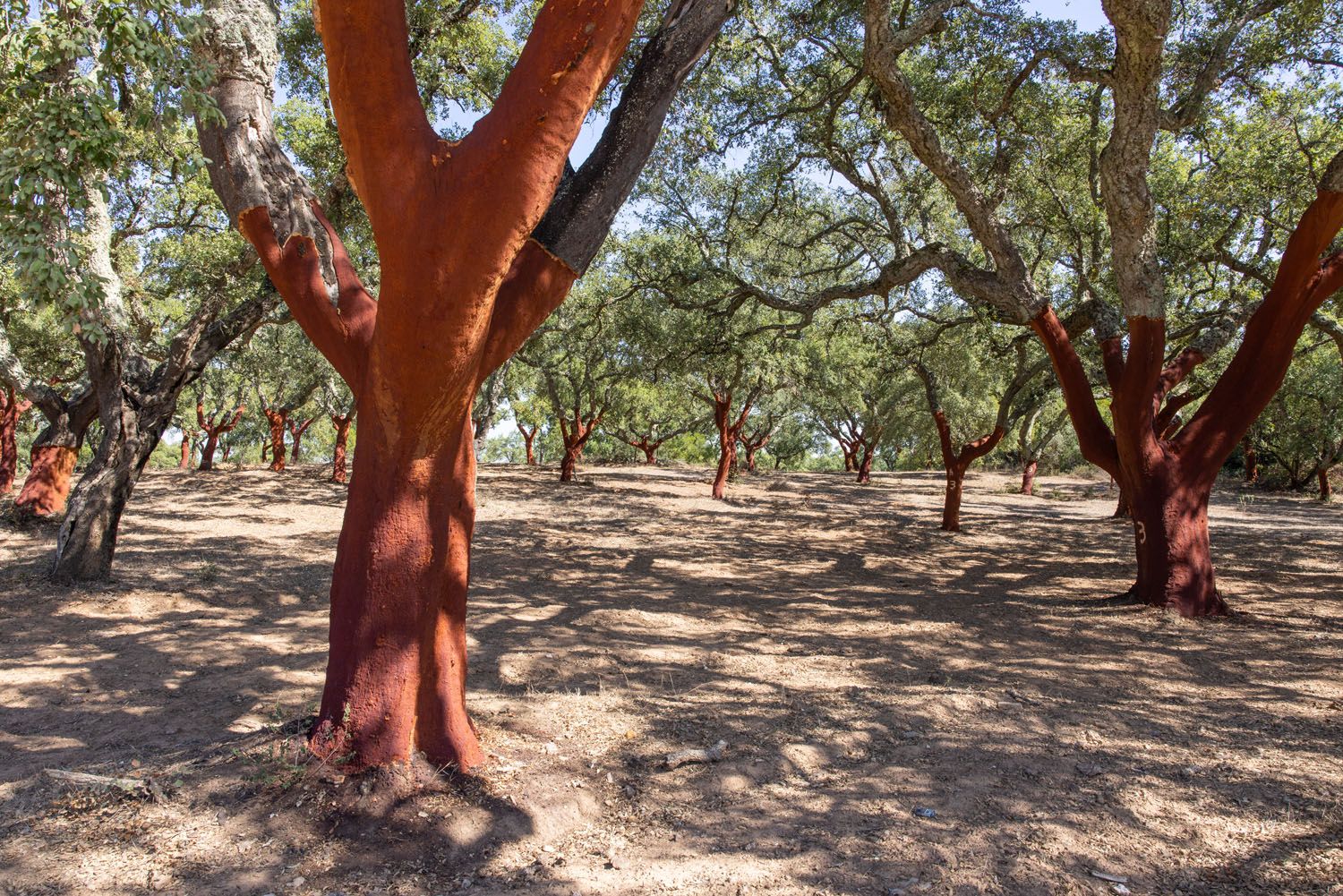 Cork Trees Portugal