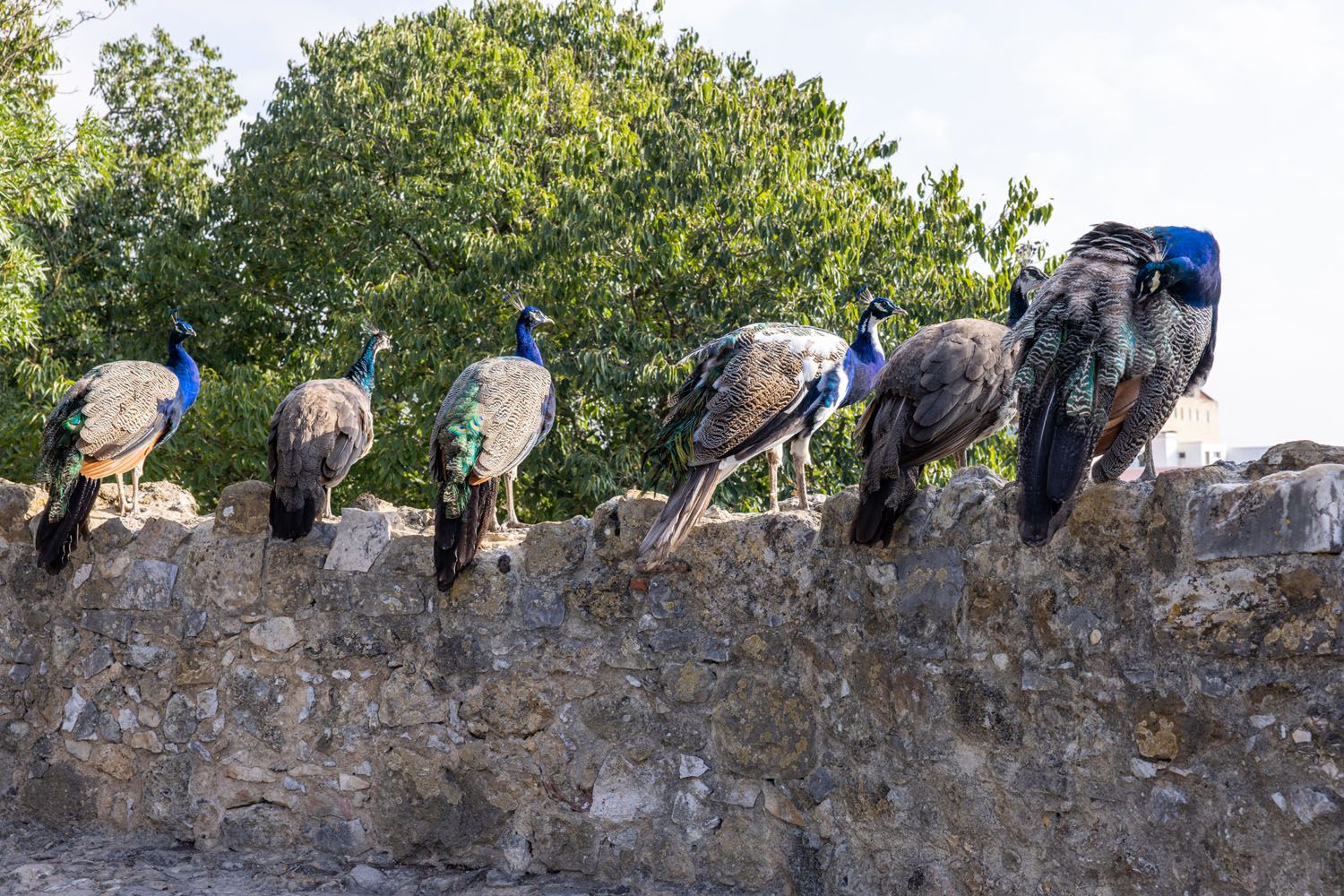 Peacocks Sao Jorge Castle