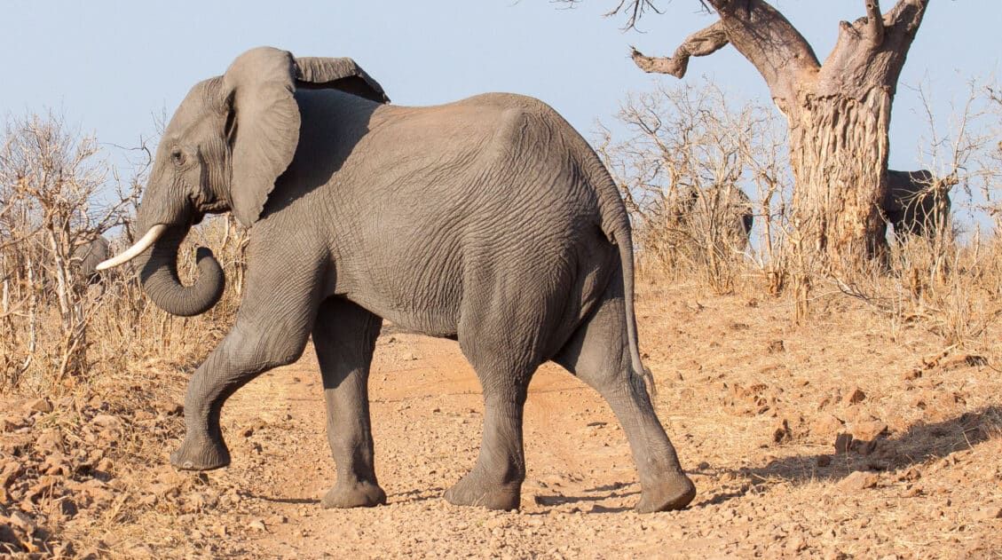 Botswana