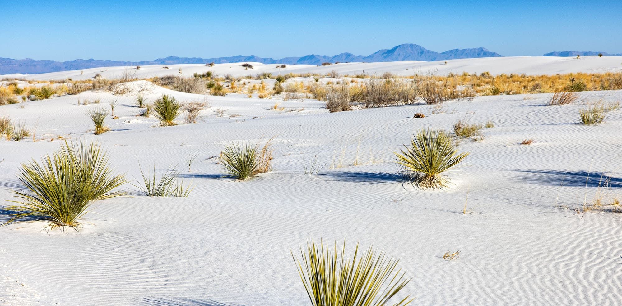New Mexico