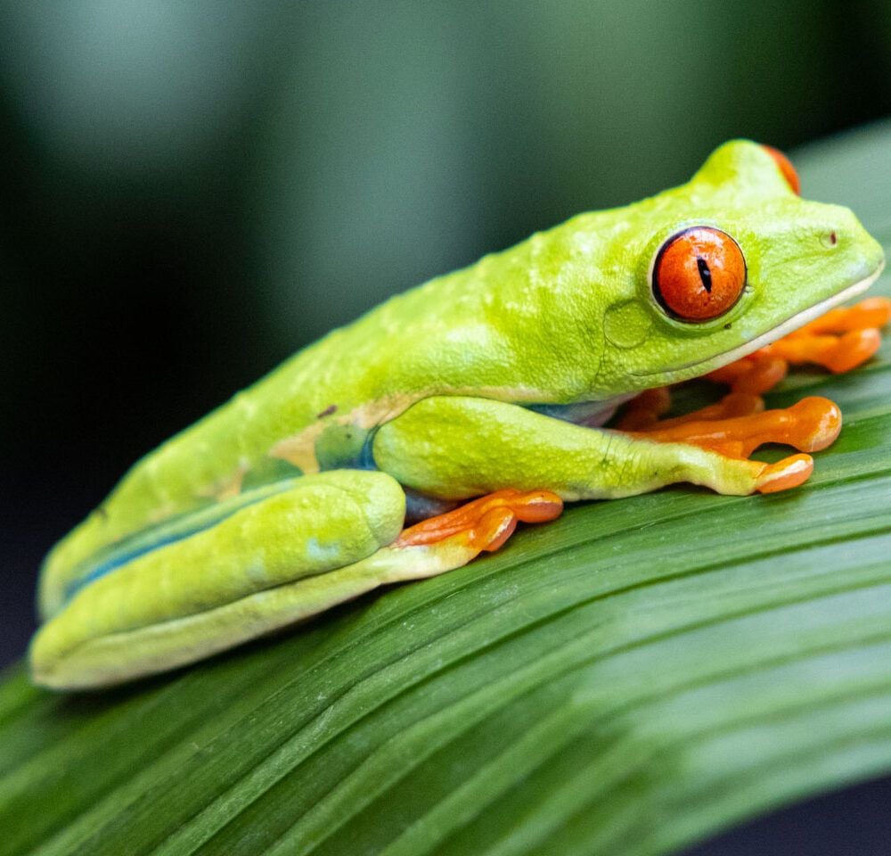 Costa Rica