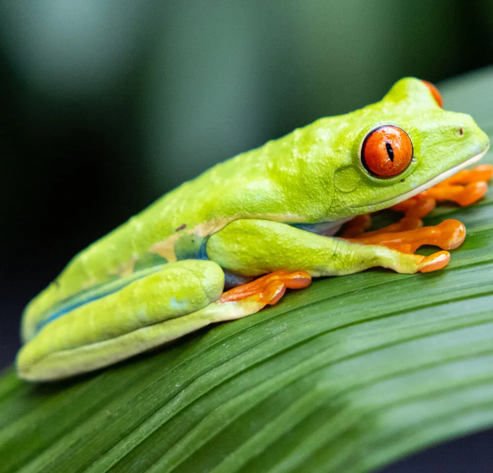 Costa Rica