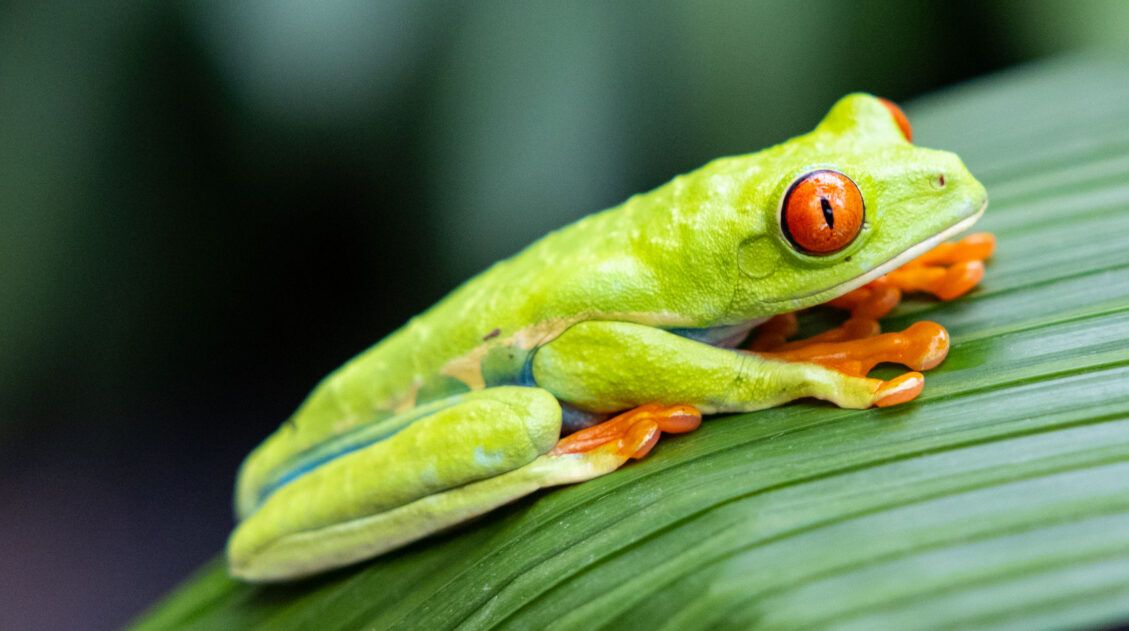 Costa Rica