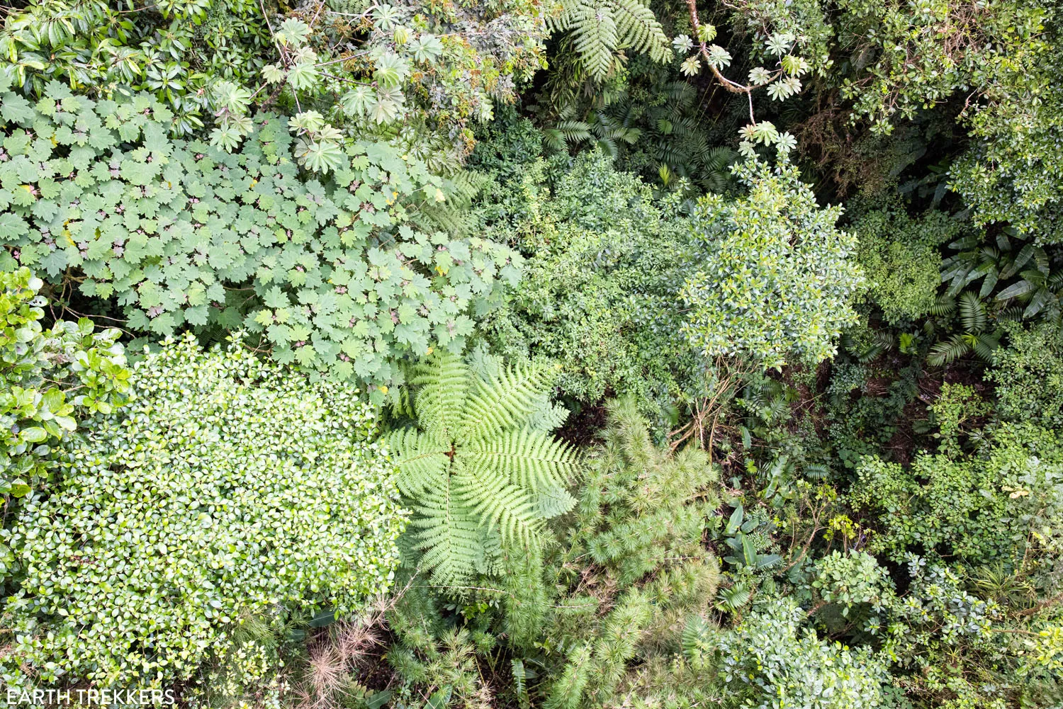 Monteverde Cloud Forest Photo