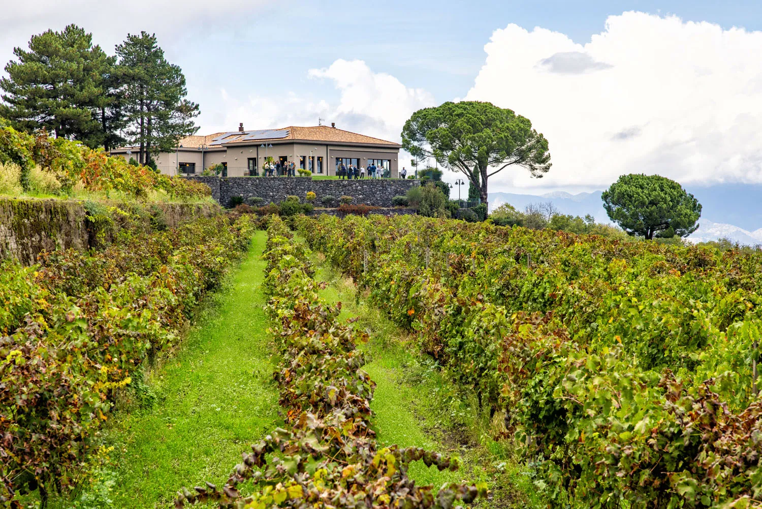 Best Wineries Etna Wine Region