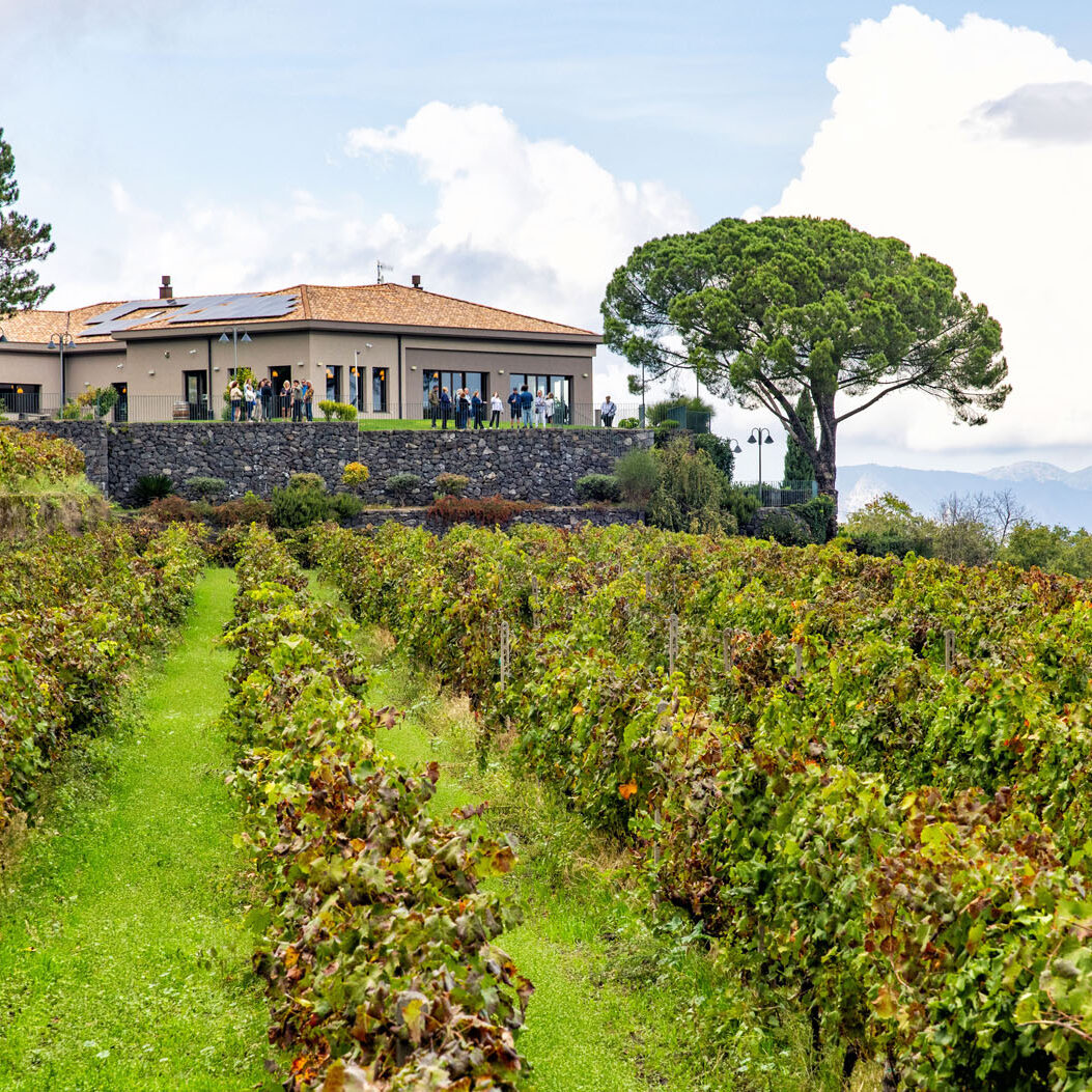 gambino winery