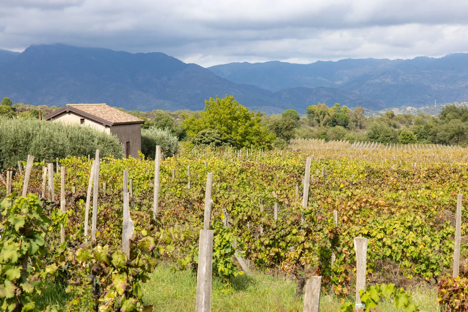 Etna Wine Region Photo