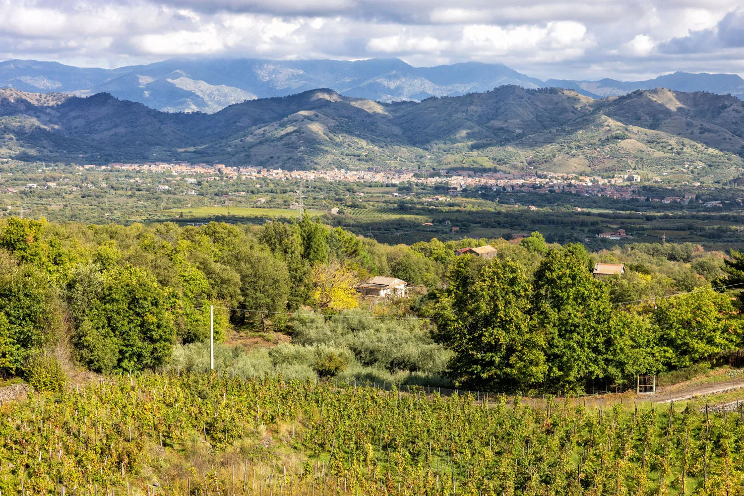 Gambino Vineyard View