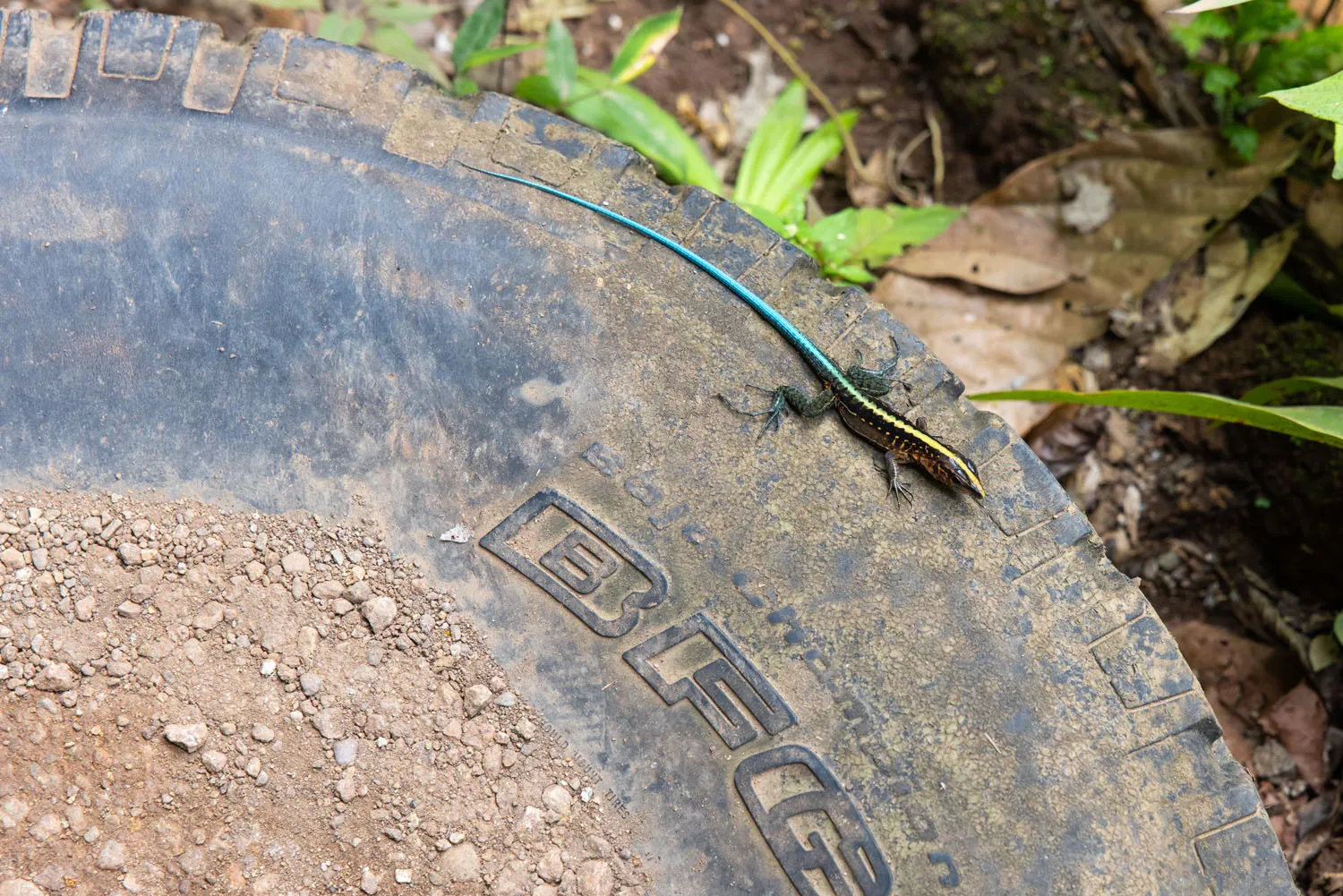 Lizard in Rainmaker