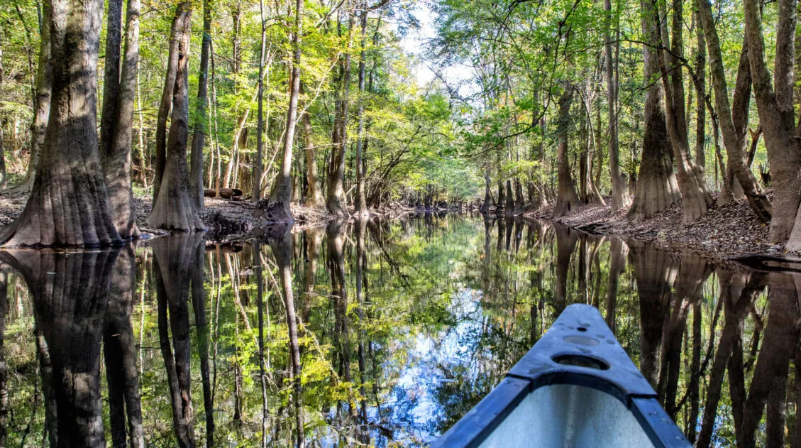 One Day in Congaree