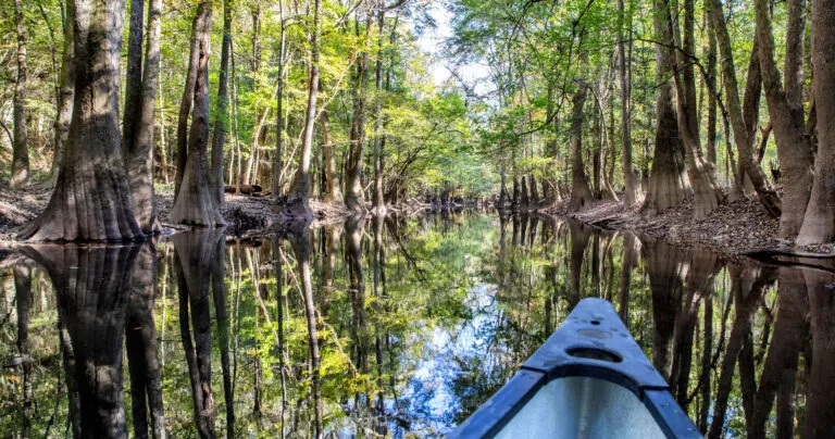 One Day in Congaree