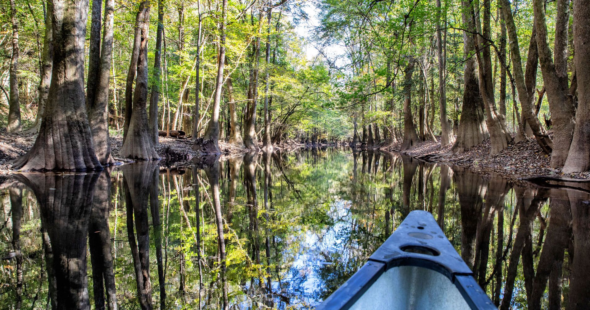 One Day in Congaree
