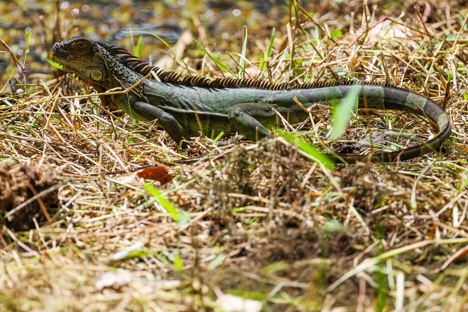Basilisk La Fortuna