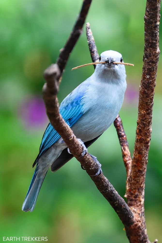 Blue Gray Tanager