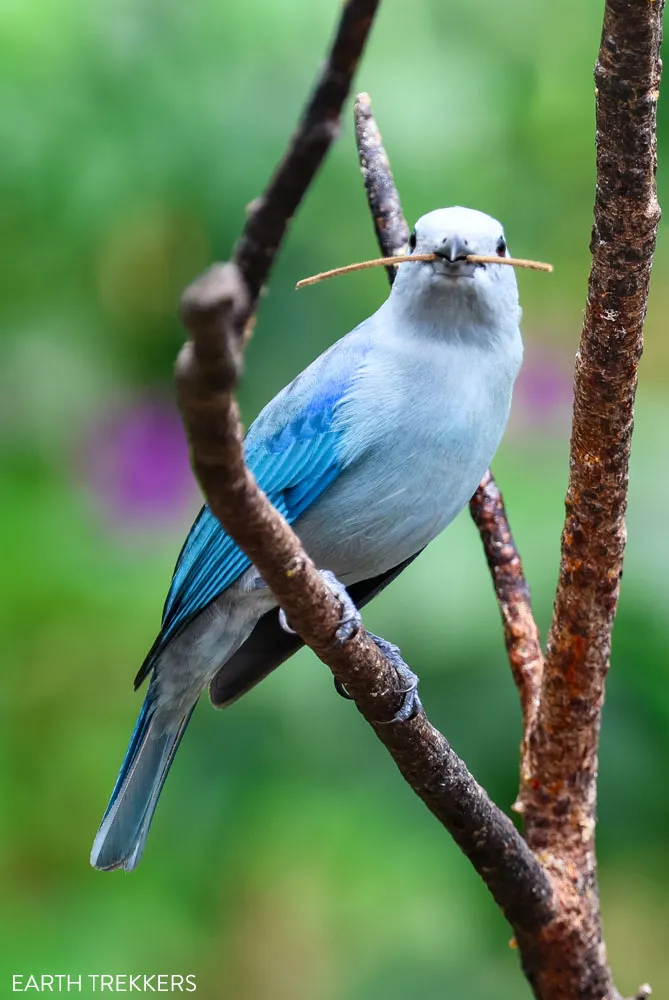 Blue Gray Tanager