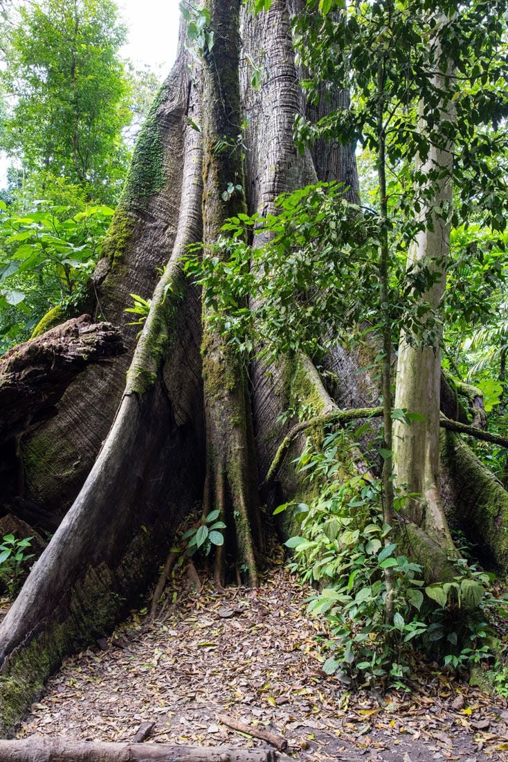 Ceibo Tree