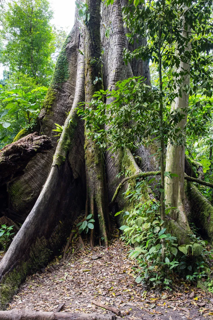 Ceibo Tree