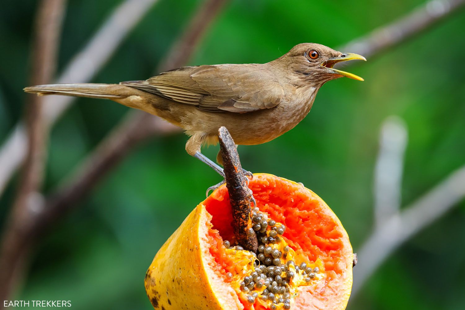 Clay Colored Thrush