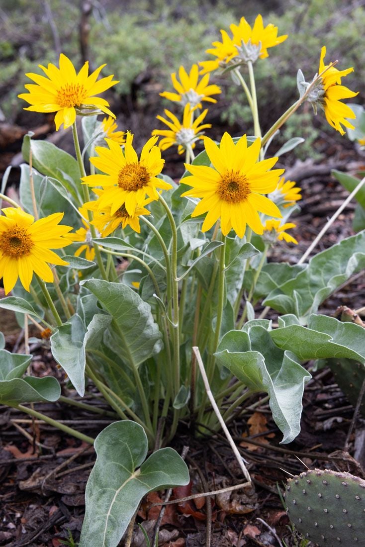 Flowers in Zion