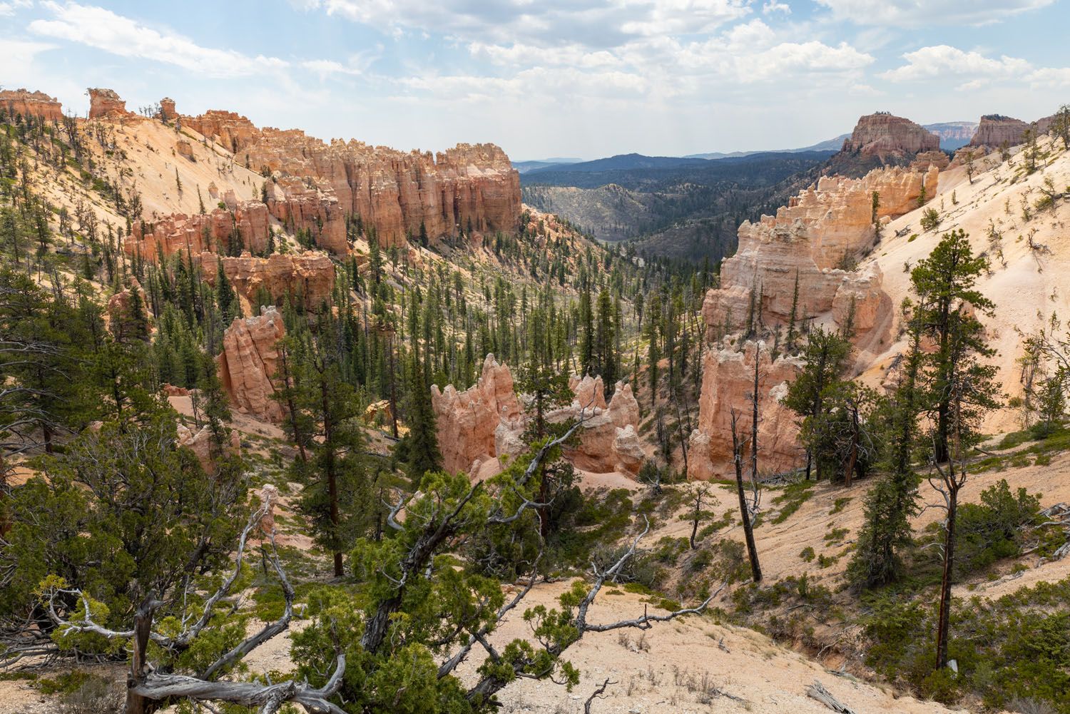 Swamp Canyon Overlook