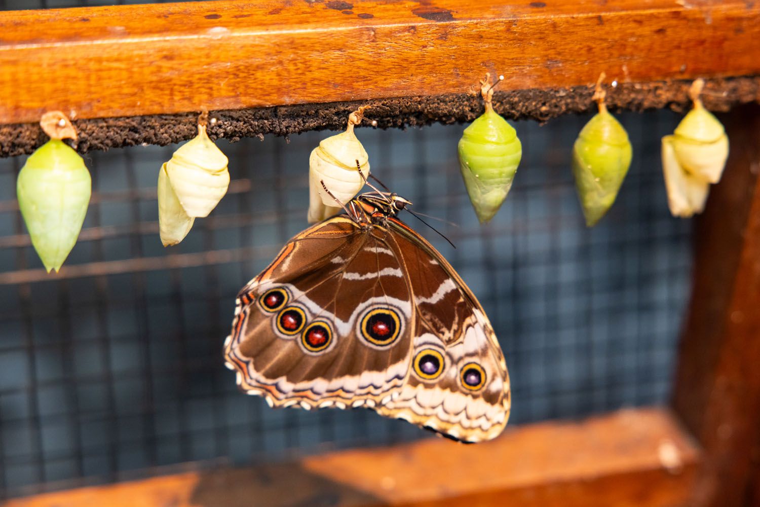 New Butterfly