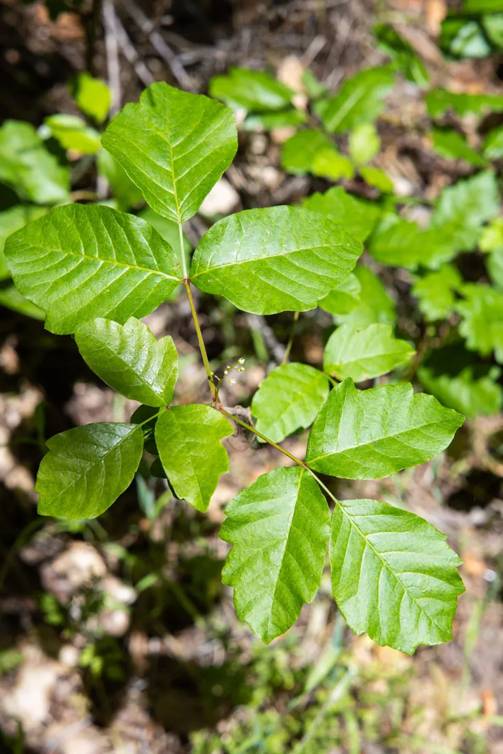 Poison Ivy