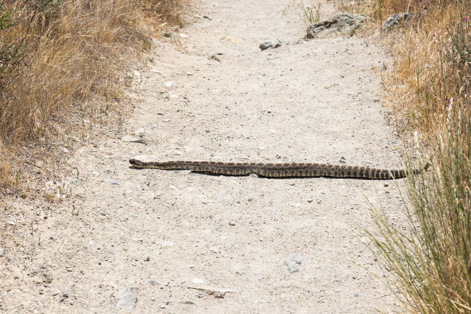 Rattlesnake in Pinnacles