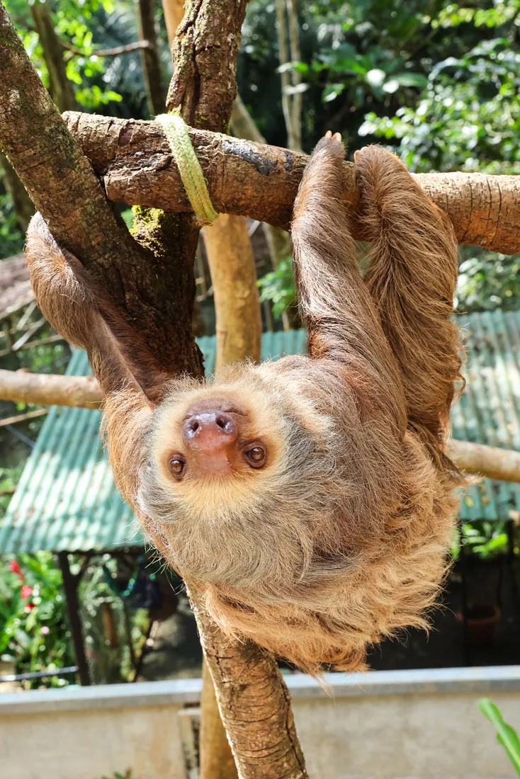 Sloth in Costa Rica